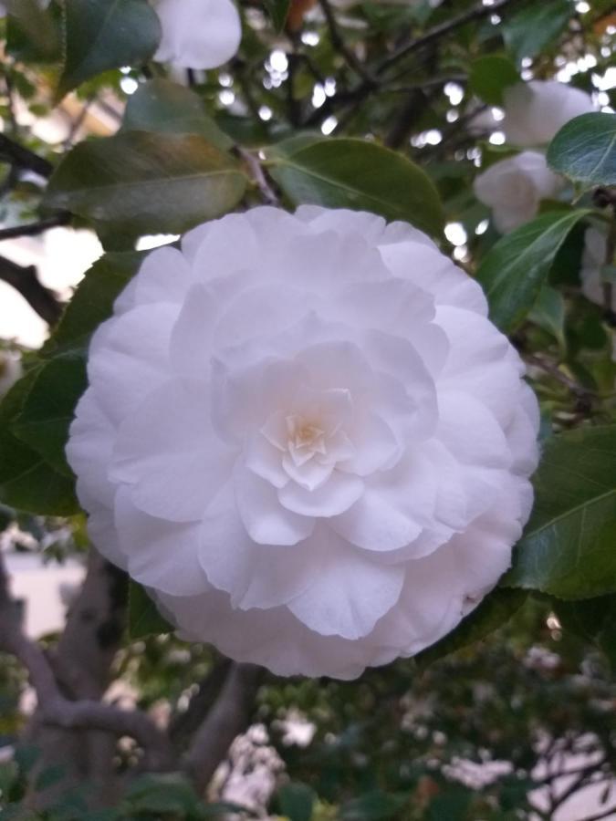 Villa La Mirabella Cadenabbia エクステリア 写真