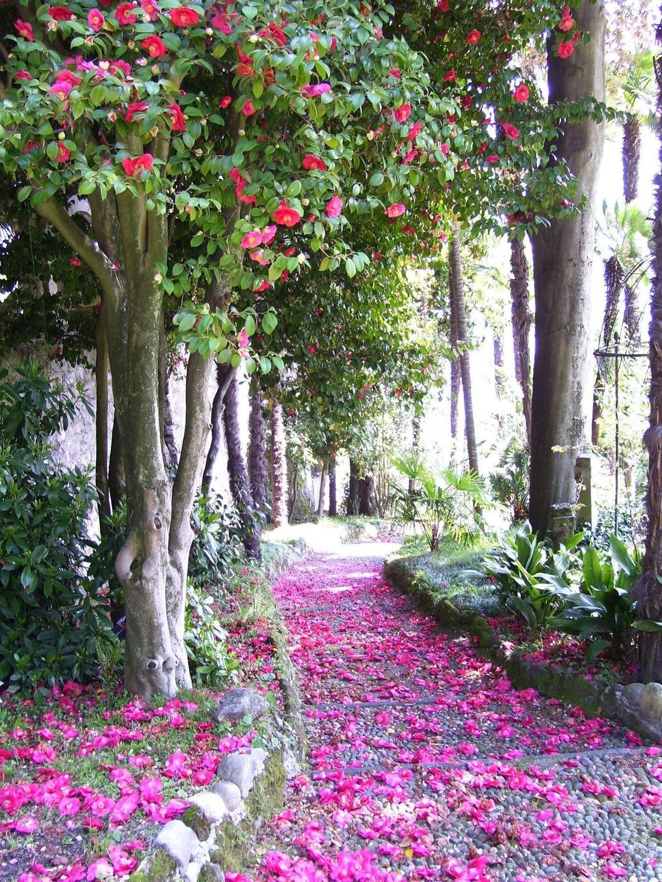 Villa La Mirabella Cadenabbia エクステリア 写真